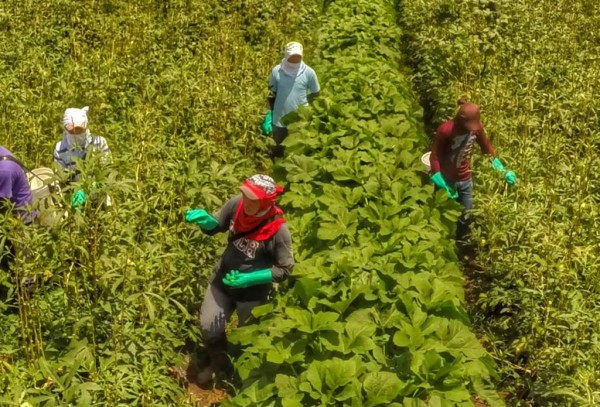 Honduras – Farmer plantations – Improved safety and health, melon plantations, improved productivity